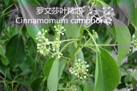 有机罗文莎叶精油批发杀菌防病毒