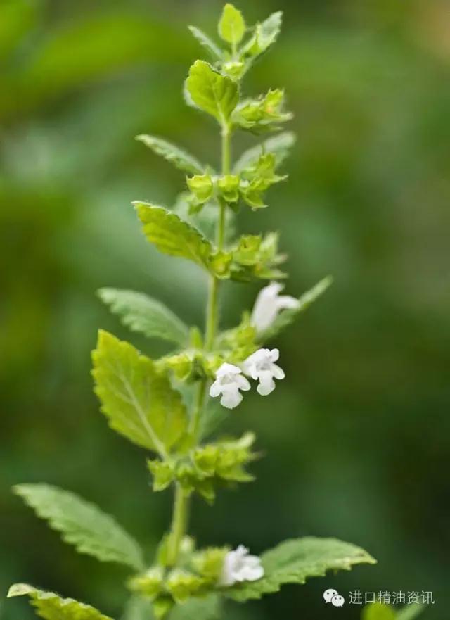 香蜂草